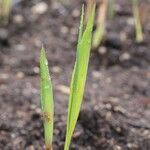 Miscanthus × giganteus Costuma