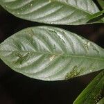 Carapichea guianensis Corteza