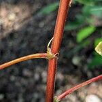 Hibiscus sabdariffa Casca