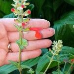 Salvia roemeriana Flor