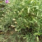 Rhaponticum repens Likasa