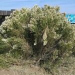 Baccharis sarothroides Hábitos