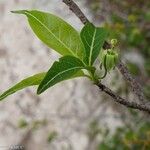 Rytigynia humbertii Hoja