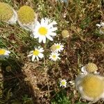 Anthemis arvensisFlower