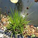 Juncus ensifolius Flors