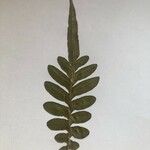 Polypodium vulgare叶