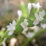 Angraecum aporoides Blomma