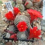 Rebutia minuscula Voninkazo