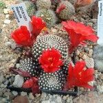 Rebutia minuscula Квітка