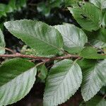 Carpinus turczaninovii Leaf