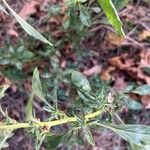 Amaranthus blitoides Flor