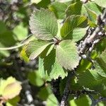 Amelanchier utahensis Leaf