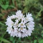 Allium massaessylum Flower