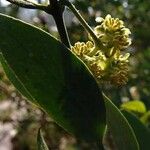Simmondsia chinensis Λουλούδι