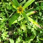 Bidens cernuaFlower