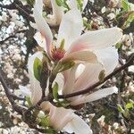 Magnolia denudata Blomma