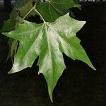 Platanus x hispanica 葉