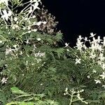 Millingtonia hortensis Kwiat