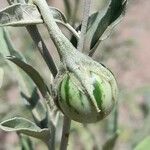 Solanum elaeagnifolium Frucht