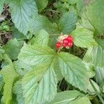 Rubus saxatilis 叶