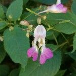 Impatiens balfourii Цвят