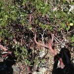 Arctostaphylos patula 整株植物