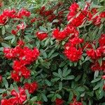 Rhododendron neriiflorum عادت داشتن