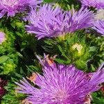 Stokesia laevis موطن