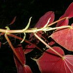 Begonia multinervia Blatt