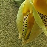 Catasetum macrocarpum Цвят