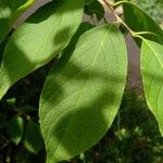 Halesia carolina Blad