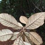 Argophyllum grunowii Leaf