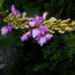 Macropsychanthus comosus Flower