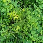 Medicago coronata Flor