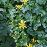 Caltha palustrisFlower