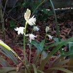 Hyacinthoides hispanica Цветок