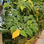 Cassytha filiformis Blad