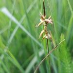 Carex pulicaris Frutto