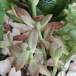 Sedum adolphi 葉