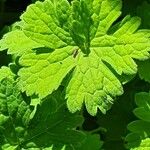 Geranium aculeolatum Leaf