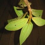 Miconia tschudyoides Leaf