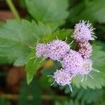 Conoclinium coelestinum Flower