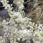 Asparagus albus Flower