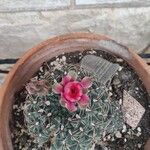 Gymnocalycium baldianum 花