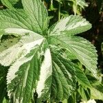 Hydrastis canadensis Leaf