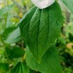 Philadelphus coronarius叶