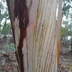 Eucalyptus globulus Kora
