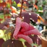 Hibiscus acetosella Blüte