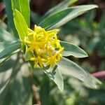 Lasiosiphon glaucus Flower