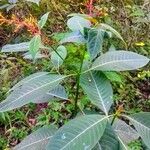 Palicourea guianensis 整株植物